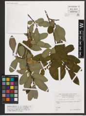 Foto von Salix appendiculata Vill.